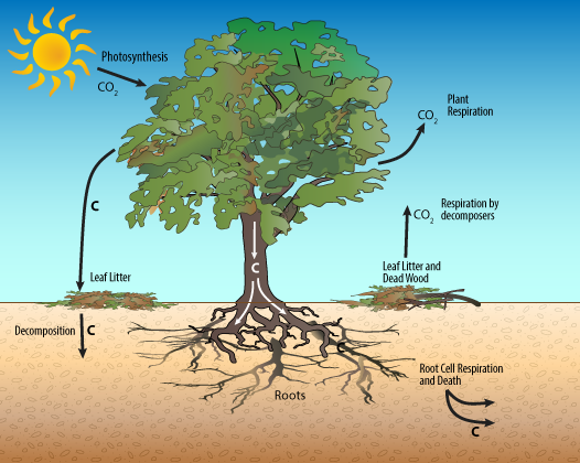 Photosynthesis in Trees